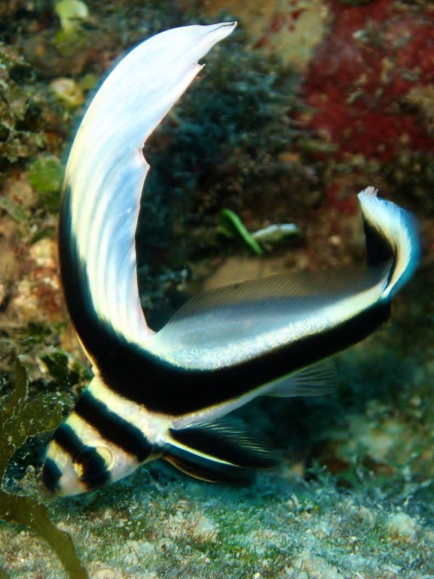 Juvenile drumfish