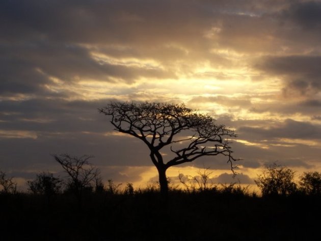 Safari sunset