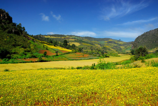 Koolzaadvelden in Kalaw