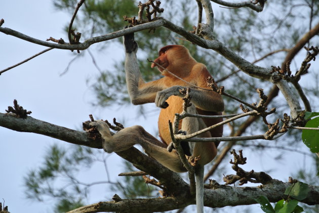 Proboscis monkey in het Bako NP Sarawak