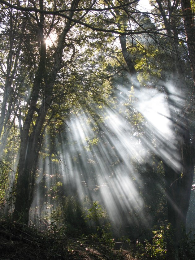 Lichtval tussen bomen