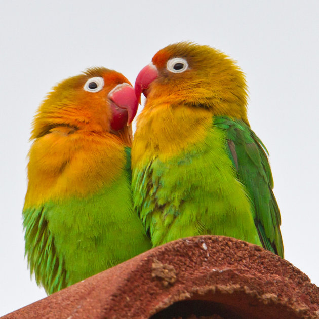 lovebirds