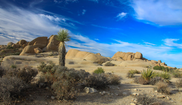 Joshua Tree N.P.