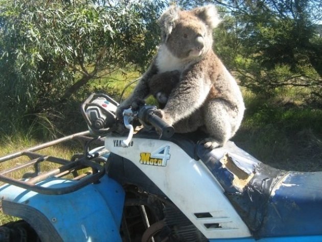 Koala neemt quad over! 