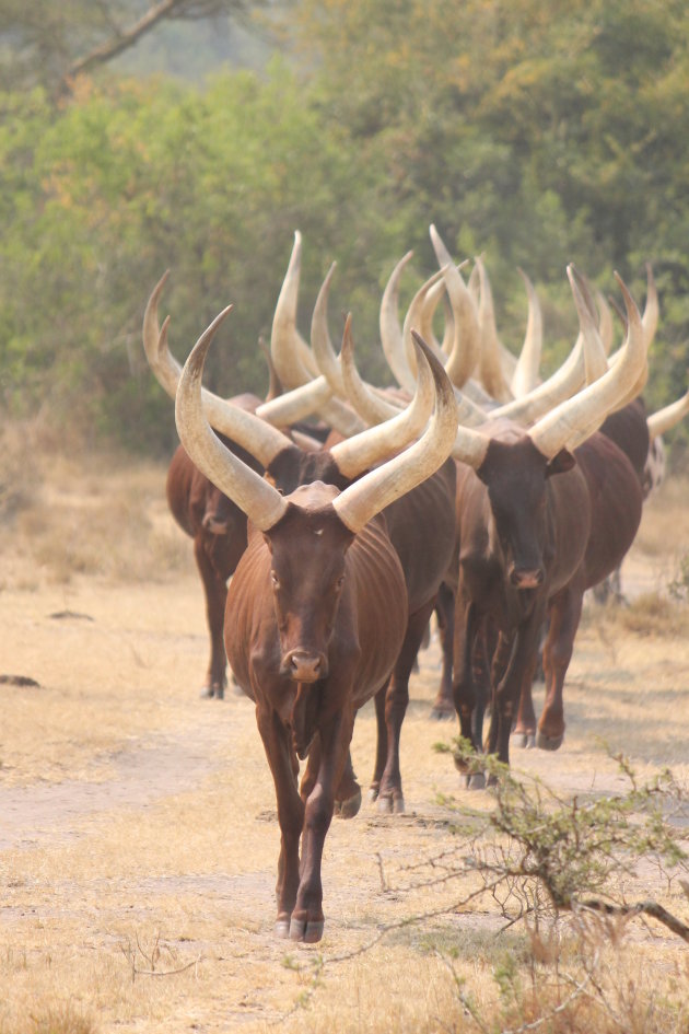 Big horns in line (Ankole cows)