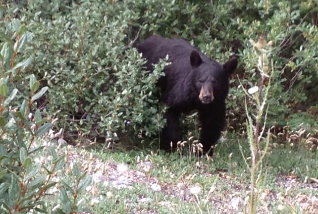 Oog in oog met Black Bear