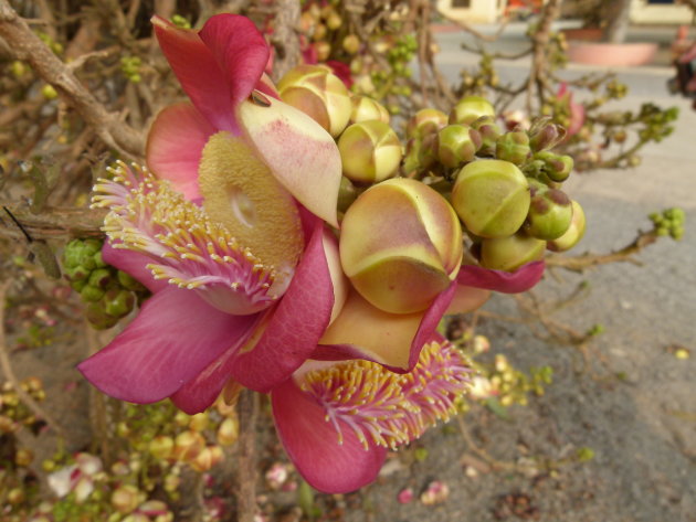 Bloem van Canonball-tree