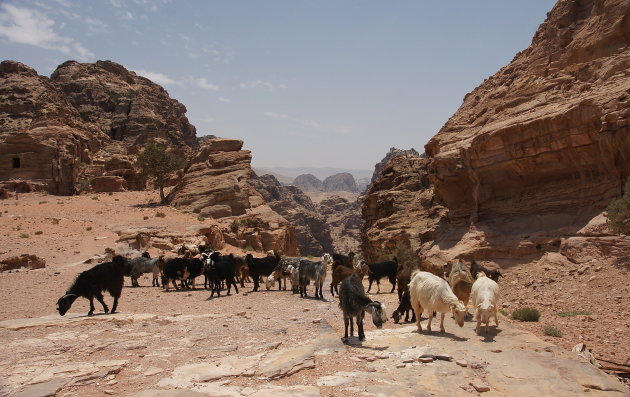 Geiten in Petra