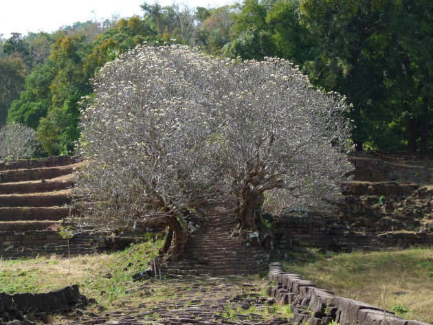 pad in Champassak