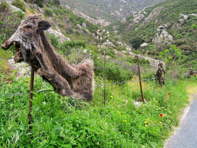 Dierenhuiden te drogen op platteland Corsica