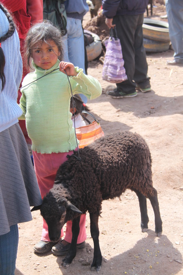 Veeverkoop op de markt in Yanahuara