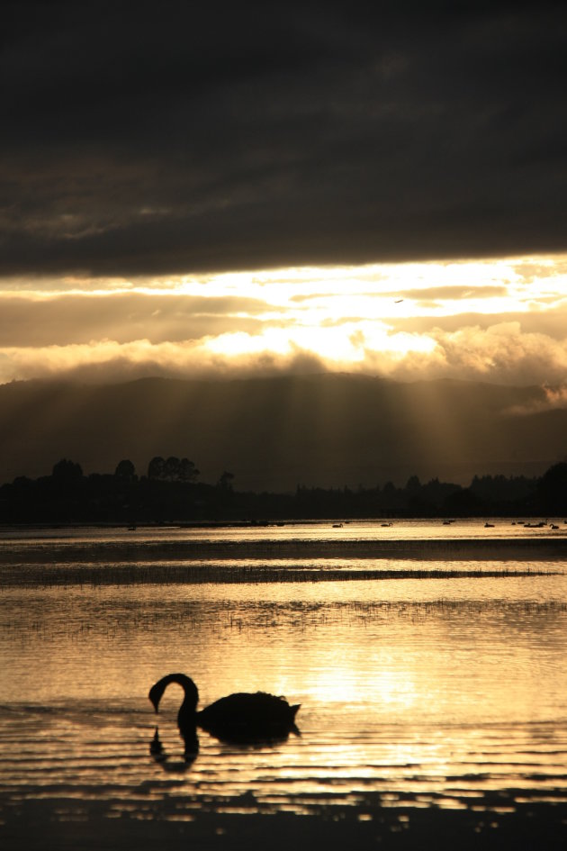 De zwarte zwanen van Rotorua