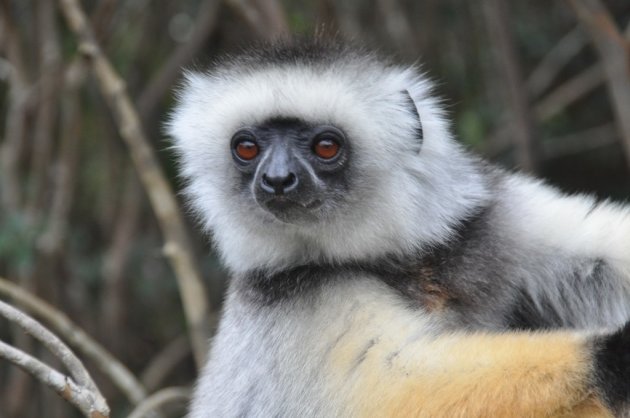 diadeem sifaka