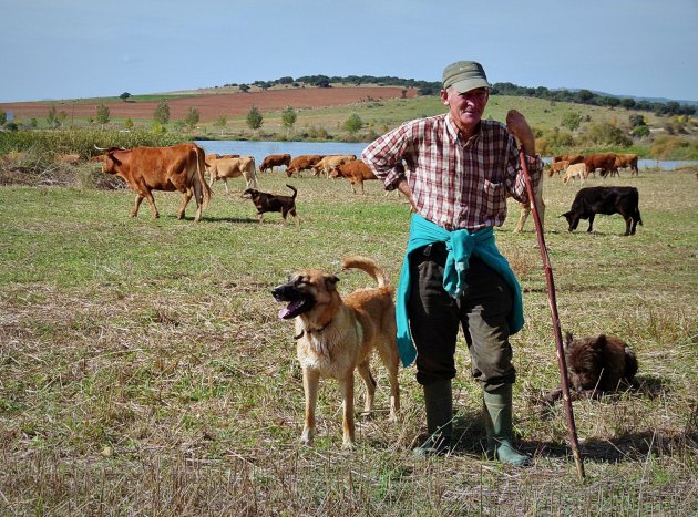 Kudde met herder(s)