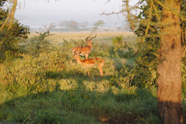 Kenia ontwaakt!