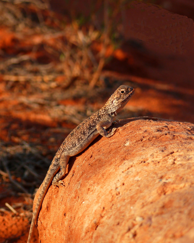 Australische  lizard