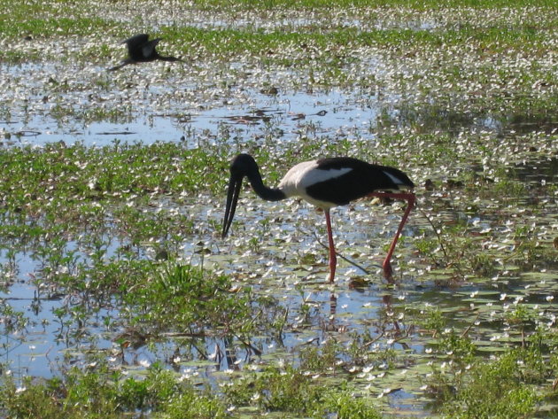 Black-necked stork