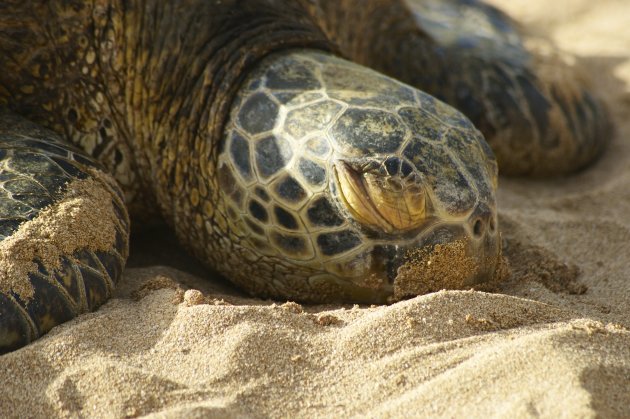 Honu