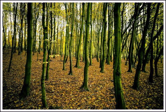 groen in de herfst