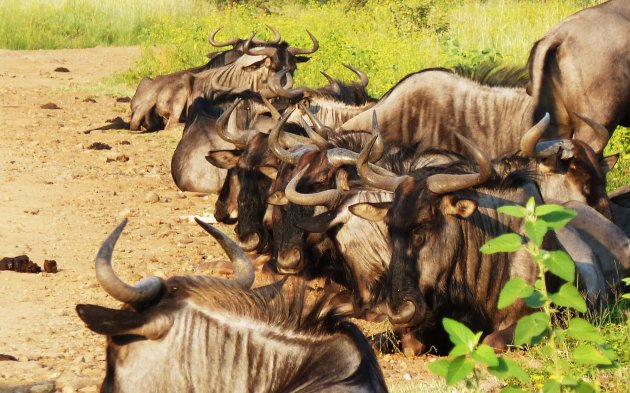 Familie Wildebeest