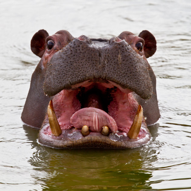 ogen open - hippo