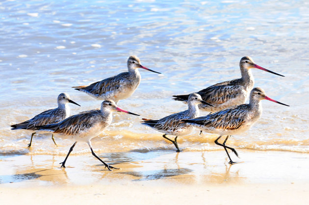 Beachbirds