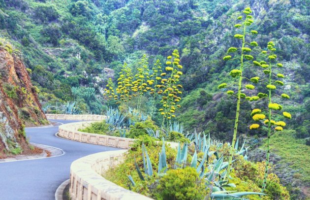 Agaves Gomera