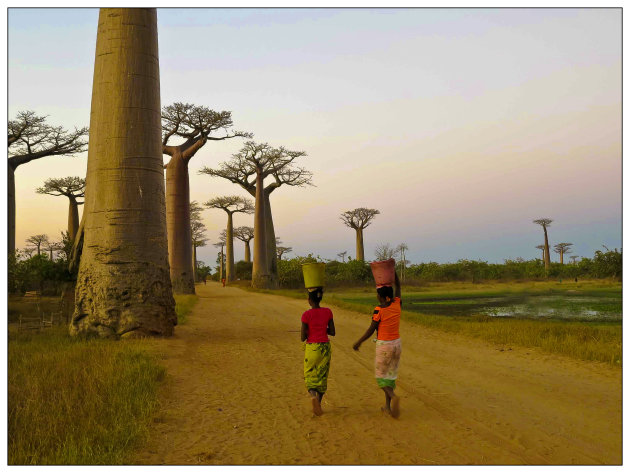 Baobabs