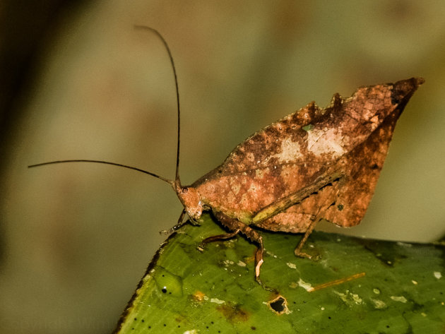 Wandelend Blad