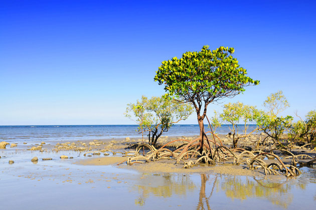 Mangrove