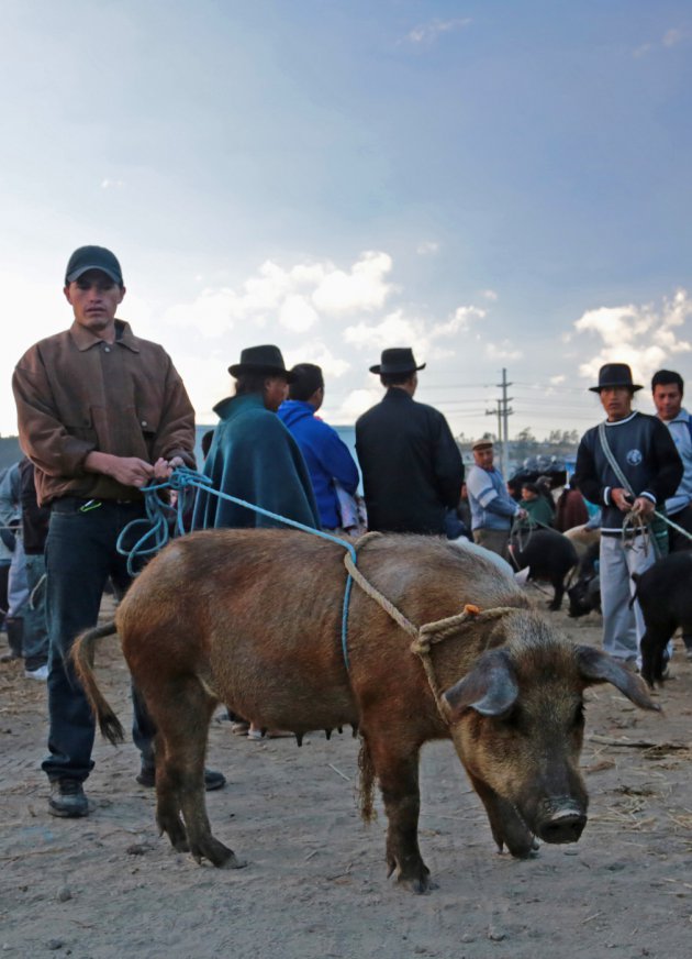 Dierenmarkt Otavalo (2)