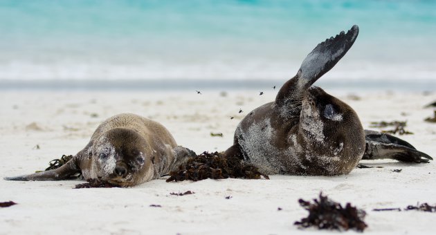 Vliegenmepper Galapagos style :)