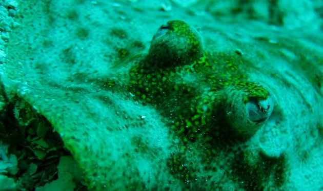 Eye of the Stingray