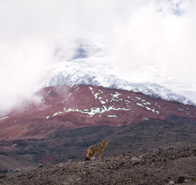 Vos op de Cotopaxi