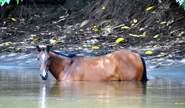 Rivierpaard