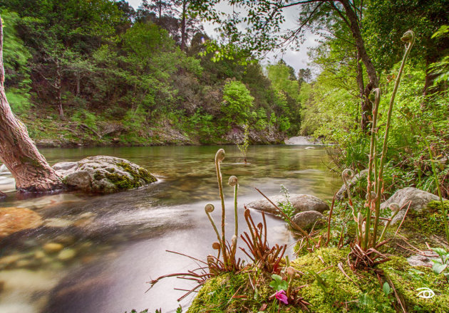 Fairy forest