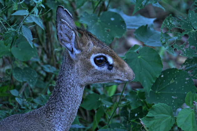 Dik Dik