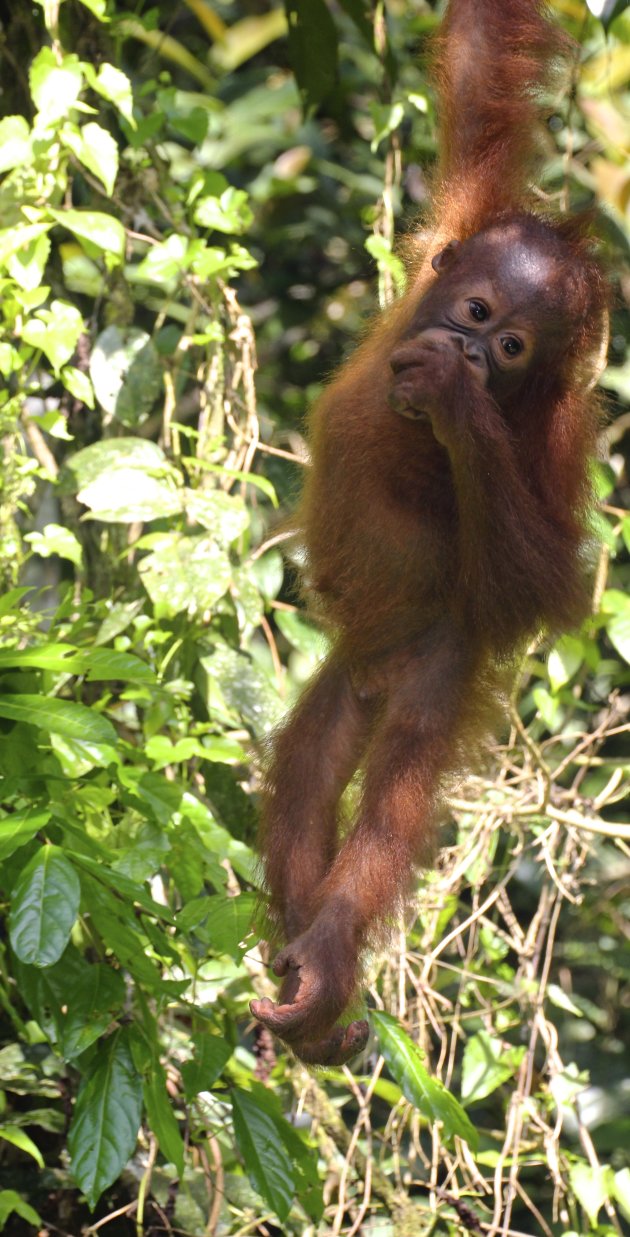 Jonge Orang Oetang