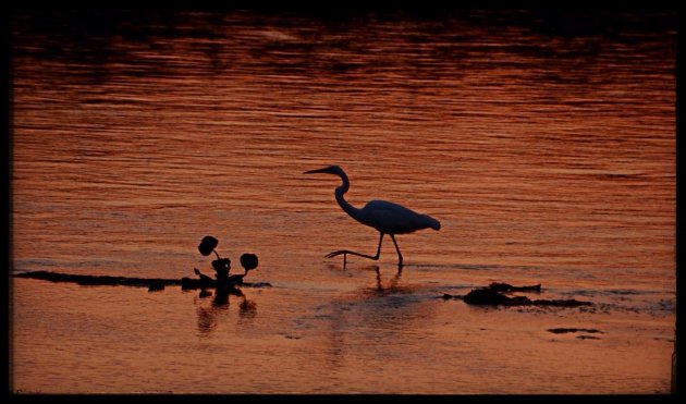 Reiger