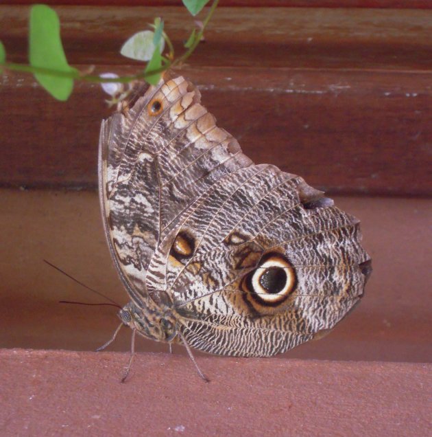 Een mooie vlinder 