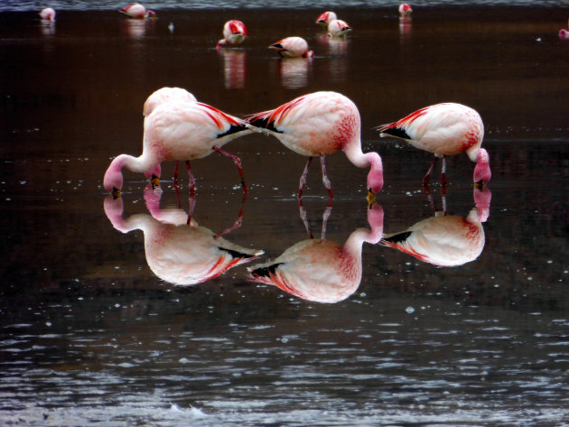 flamingo's