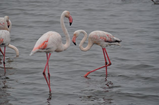 Flamingo's