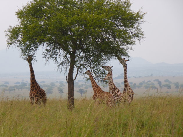 Giraffen in kidepo valley national park
