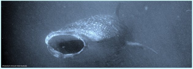 Passerende walvishaai met bek wijd open om plankton uit het water te halen