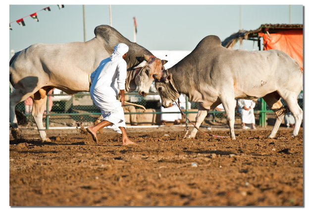 Bull Fight