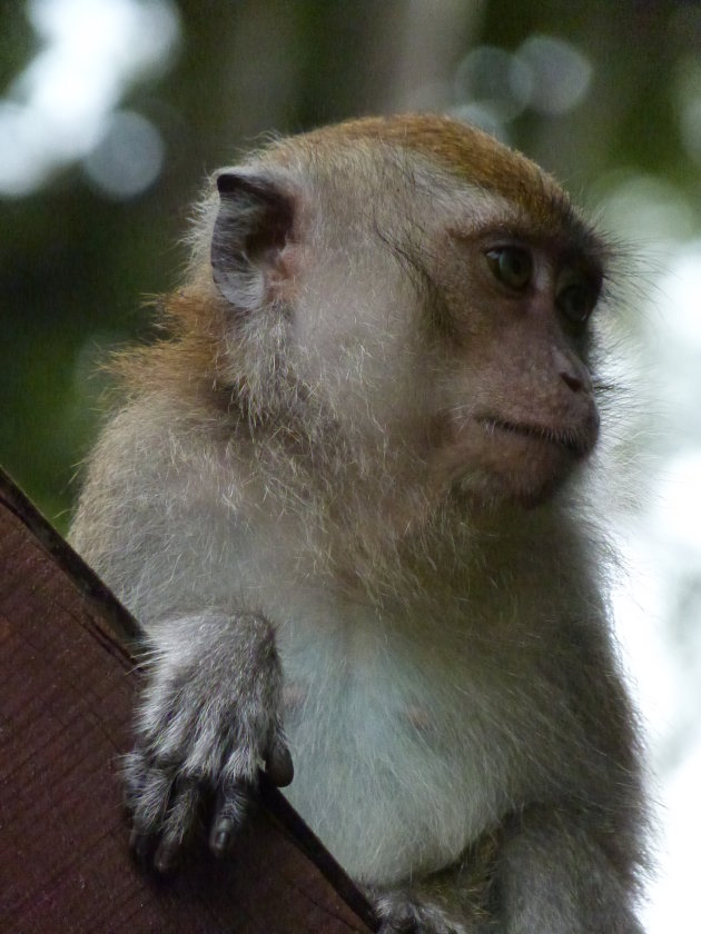 Denkende langstaart makaak