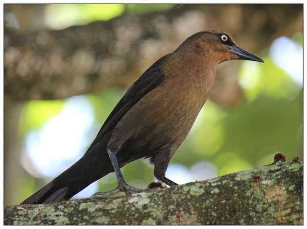 Mexicaanse Grackle