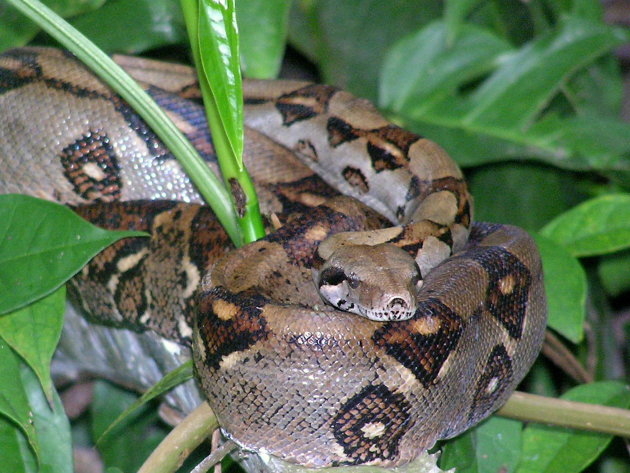 Boa Constrictor