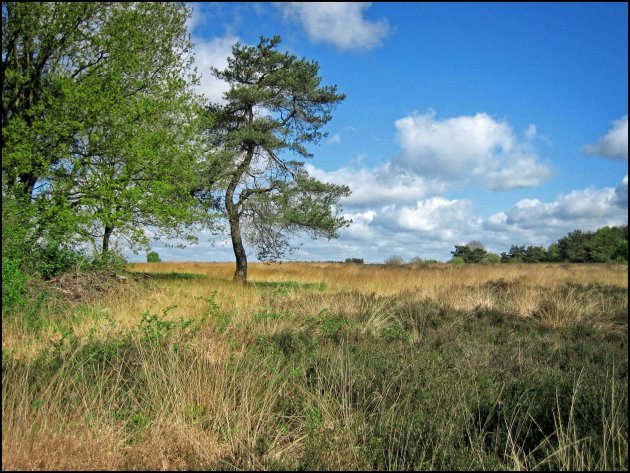 Dwingelderveld