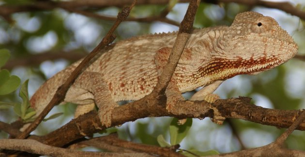 Furcifer Oustaleti